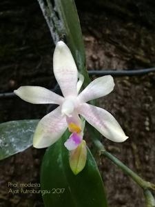 Phalaenopsis modesta