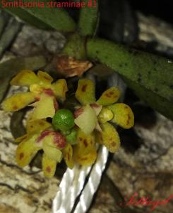 Smithsonia straminea