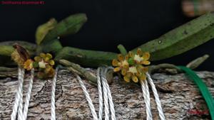 Smithsonia straminea