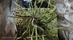 Campylocentrum fasciola