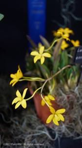 Cattleya endsfeldzii