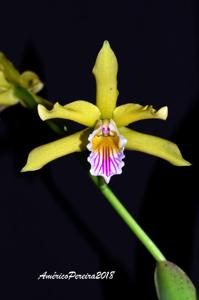 Cattleya xanthina