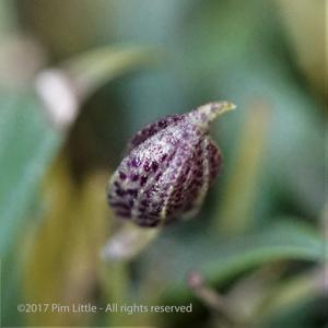 Dryadella simula