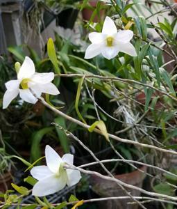 Dendrobium auriculatum
