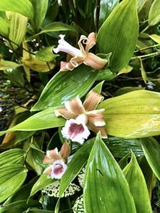 Sobralia atropubescens