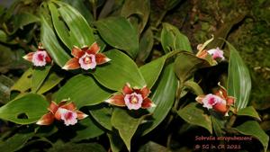 Sobralia atropubescens