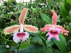 Sobralia atropubescens