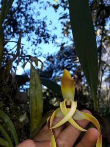 Maxillaria longipetala