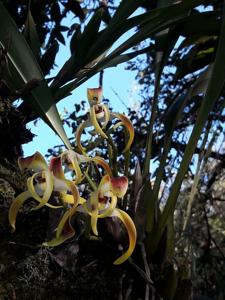 Maxillaria longipetala