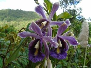 Sobralia caloglossa