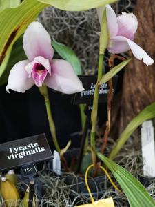 Lycaste guatemalensis