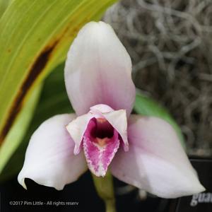 Lycaste guatemalensis