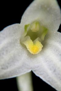 Masdevallia attenuata