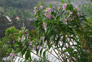 Sobralia dichotoma