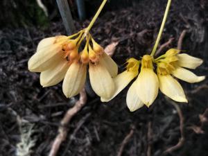 Bulbophyllum lepidum