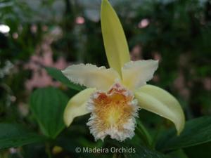 Sobralia fimbriata