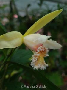 Sobralia fimbriata