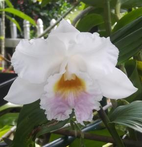 Sobralia gentryi