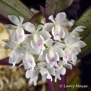 Epidendrum hugomedinae