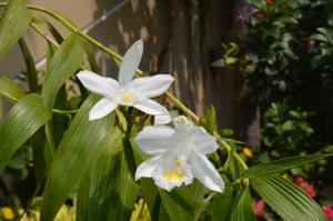 Sobralia liliastrum