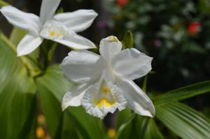 Sobralia liliastrum