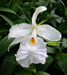 Sobralia macrantha