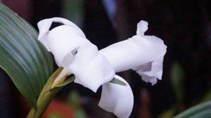 Sobralia macrantha