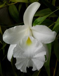 Sobralia macrantha