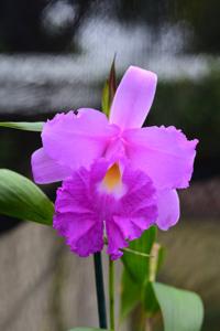 Sobralia macrantha