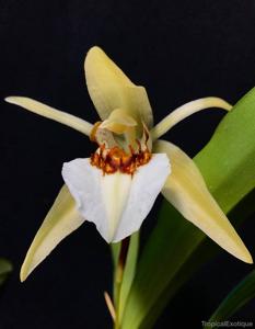 Coelogyne lawrenceana