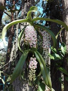 Rhynchostylis gigantea