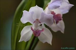 Aganisia cyanea