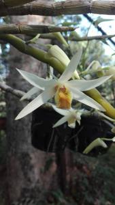 Dendrobium heterocarpum