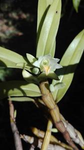 Dendrobium scabrilingue