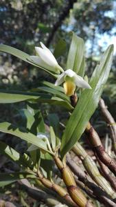 Dendrobium scabrilingue