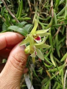 Dendrobium moniliforme