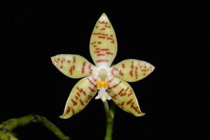 Phalaenopsis pallens