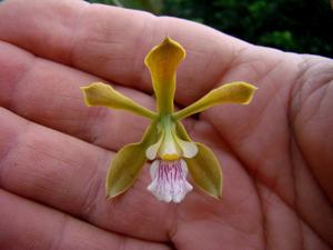 Encyclia argentinensis