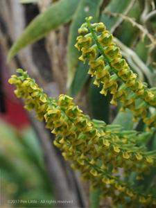 Ornithocephalus ecuadorensis