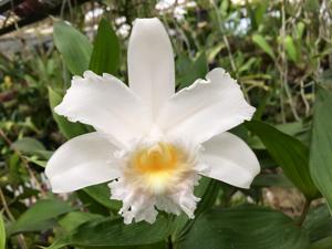 Sobralia powellii