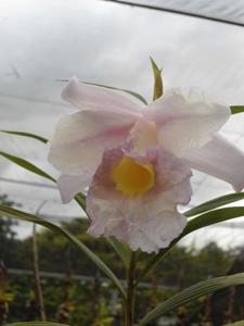 Sobralia powellii