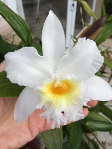 Sobralia powellii