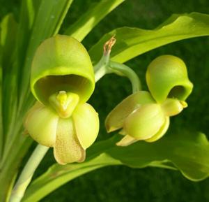 Catasetum fuchsii