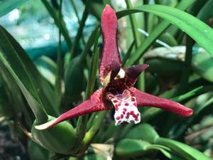 Maxillaria tenuifolia