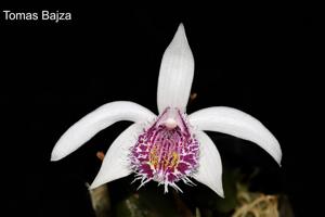 Pleione humilis