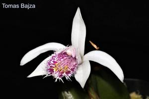 Pleione humilis