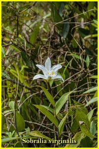 Sobralia virginalis