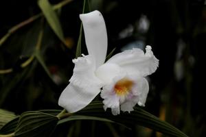 Sobralia virginalis