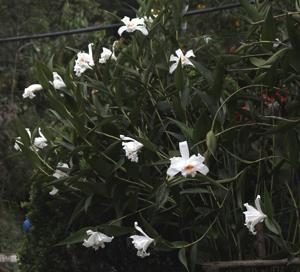 Sobralia virginalis