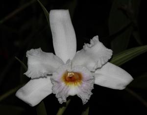 Sobralia virginalis